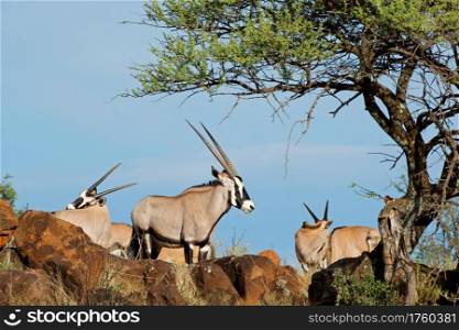 Gemsbok antelopes (Oryx gazella) in natural habitat, Mokala National Park, South Africa