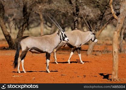 Gemsbok antelopes (Oryx gazella) in natural habitat of red Kalahari sand, South Africa