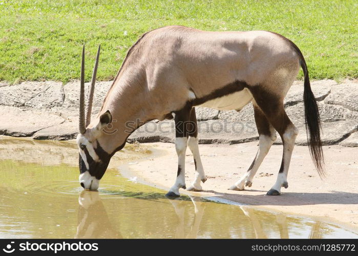 gemsbok antilope drinking water in field
