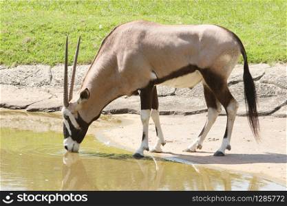 gemsbok antilope drinking water in field