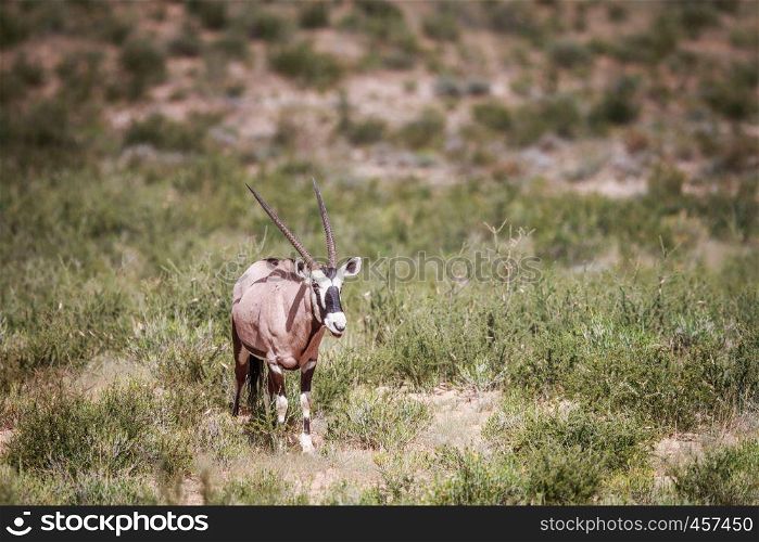 Gemsbok in the grass in the Kgalagadi Transfrontier Park, South Africa.