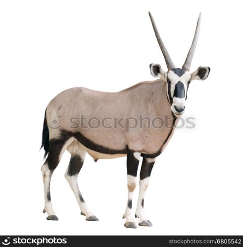 gemsbok or oryx gazella isolated on white background