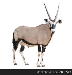 gemsbok or oryx gazella isolated on white background