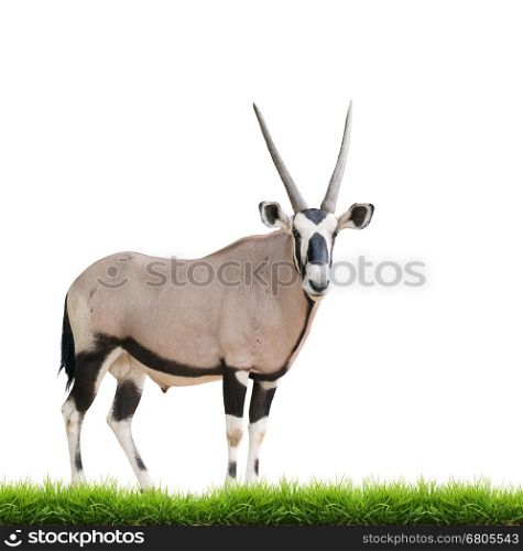 gemsbok or oryx gazella with green grass isolated on white background