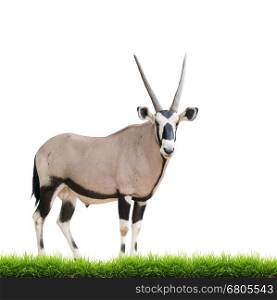 gemsbok or oryx gazella with green grass isolated on white background