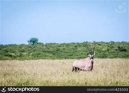Gemsbok standing in the high grass in the Central Khalahari, Botswana.