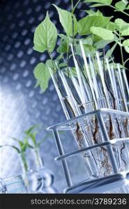 Genetic modifications on plants in lab