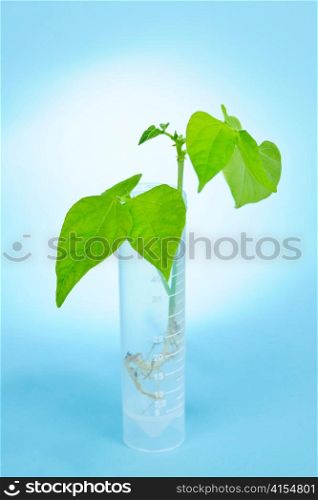 Genetically modified plant seedling in test tube on blue background