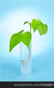 Genetically modified plant seedling in test tube on blue background