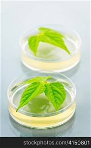 Genetically modified plants tested in petri dishes