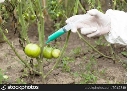 Genetically modified vegetable