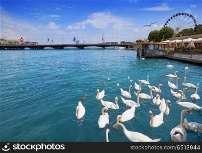 Geneva swans Geneve at Leman lake in Swiss. Geneva swans Geneve at Leman lake in Switzerland Swiss