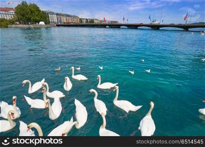 Geneva swans Geneve at Leman lake in Swiss. Geneva swans Geneve at Leman lake in Switzerland Swiss
