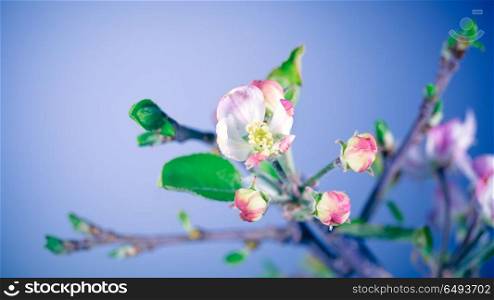 Gentle apple tree flowers over blue sky background, beauty of spring nature, season of blooming of fruits trees, orchard blossoming. Gentle apple tree flowers