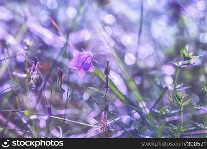 Gentle blurred bokeh floral background with bell flower in the sunshine closeup. . Bell Flower Light Bokeh Background