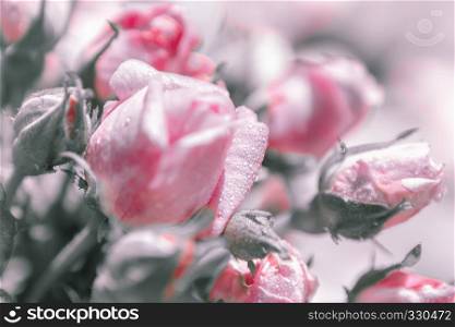 Gentle blurred floral background of roses with dew. Greeting card for wedding or Valentine?s day. Selective focus, toning.. Blurred Floral Background of Roses