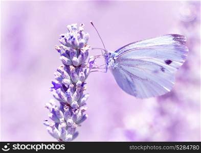 Gentle butterfly with light purple wings sitting on lavender flower, detail of flora and fauna, amazing wild nature concept