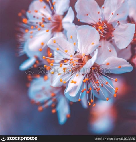 Gentle cherry tree blossoming, fruit tree blooming in spring season, vintage style photo of a tender little white flowers on the branch at the evening. Gentle cherry tree blossoming