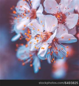 Gentle cherry tree blossoming, fruit tree blooming in spring season, vintage style photo of a tender little white flowers on the branch at the evening. Gentle cherry tree blossoming