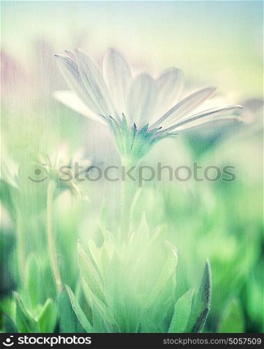 Gentle daisy field, soft focus, fine art, photo with blur effect, beautiful white flowers, floral screensaver, beauty of nature concept