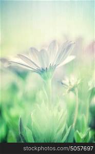 Gentle daisy field, soft focus, fine art, photo with blur effect, beautiful white flowers, floral screensaver, beauty of nature concept