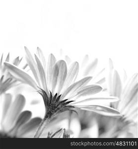 Gentle daisy flowers isolated on white background, studio shot, floral border border, copy space, spring time