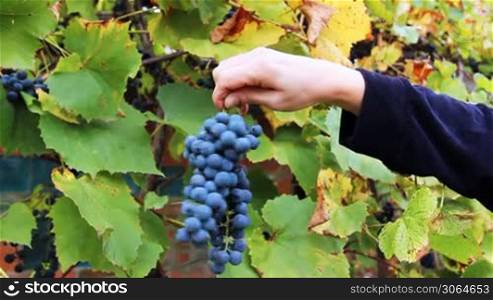 gentle hand of woman holds and turns purple grapes racemation near vine, then takes it