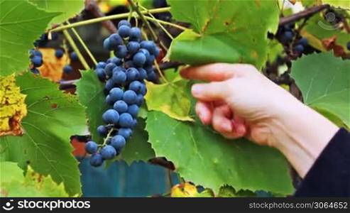 gentle hands of woman pluck one racemation purple grapes in vineyard