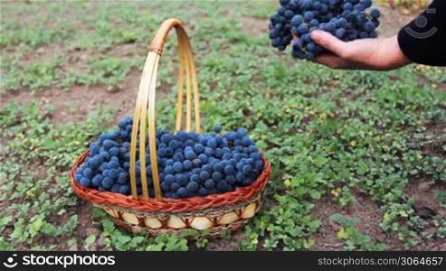 gentle hands of woman put purple grape in beautiful basket made from willow twigs