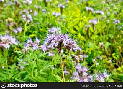 Gentle-lilac flowers of the Phacelia tanacetifolia, known under the names of lacy phacelia, blue tansy or purple tansy, of the family Boraginaceae against the background of green grass