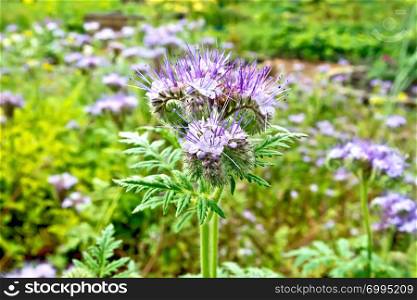 Gentle-lilac flowers of the Phacelia tanacetifolia, known under the names of lacy phacelia, blue tansy or purple tansy, of the family Boraginaceae against the background of green grass