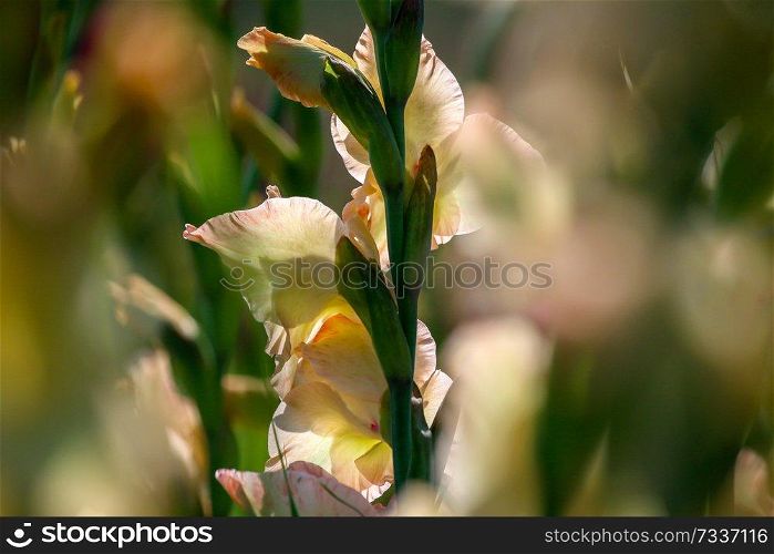 Gentle pink gladiolus flowers blooming in beautiful garden. Gladiolus is plant of the iris family, with sword-shaped leaves and spikes of brightly colored flowers, popular in gardens and as a cut flower.  