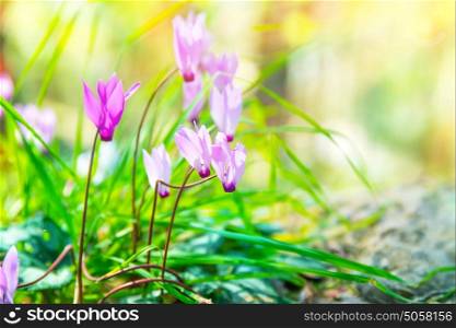 Gentle pink wildflowers, beautiful little flowers in the sunny meadow in the forest, beauty of wild nature, spring time season