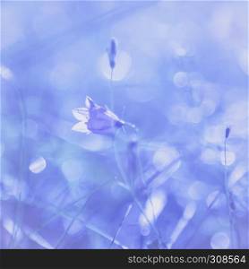 Gentle purple blurred bokeh floral background with bell flower closeup. Square copyspace.. Bell Flower Light Background
