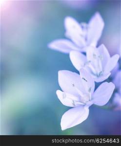 Gentle white flowers on blue blur background, fresh spring wildflowers outdoors, natural floral border, soft focus