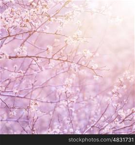 Gentle white flowers on fruit tree branch in morning purple sun light, natural background, first blooming, spring nature&#xA;