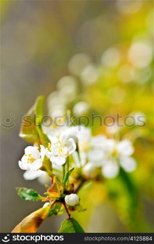 Gentle white spring cherry flower buds and blossoms