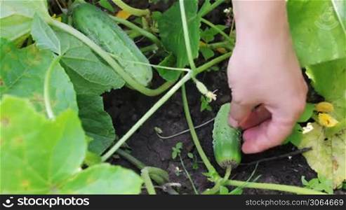 gentle woman hands gather cucumbers in garden, close-up