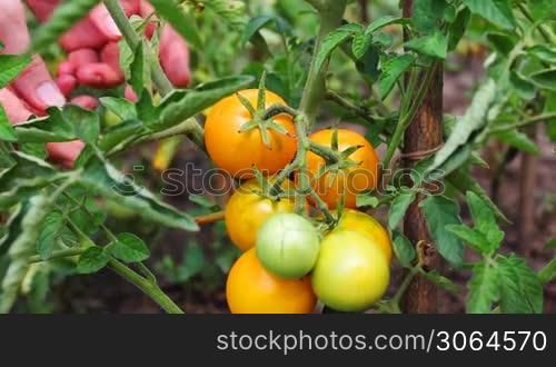 gentle woman hands gather ripe orange tomatoes in garden, close-up