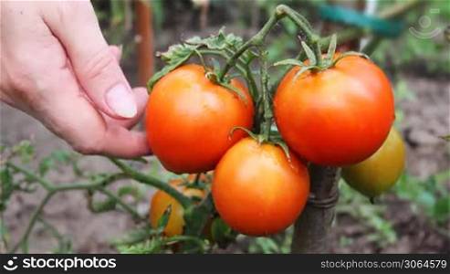 gentle woman hands gather wet ripe red tomatoes in garden, close-up