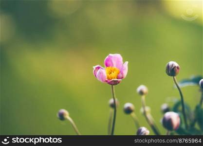 Gently pink flowers of anemones outdoors in autumn. Minimalistic composition of nature beauty. Gently pink flowers of anemones outdoors in autumn