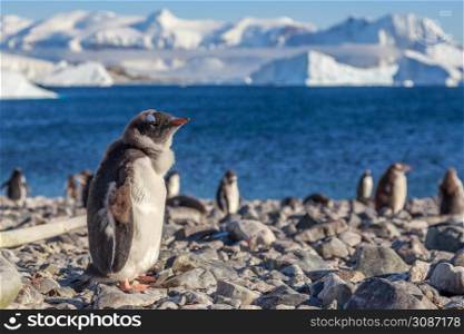 Gentoo penguin chick standing on the coastline with sea and mountains in the background, Cuverville Island, Antarctica