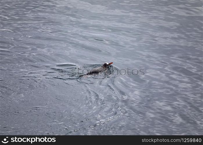 Gentoo penguin emerges into the sea in Antarctica for breathing and breathing