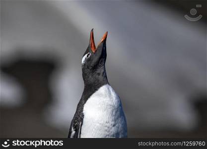 Gentoo penguin opens red beak and gives a loud cry in Antarctica
