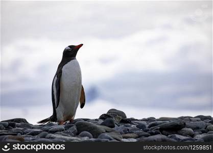 Gentoo penguin stands alone in the beautiful landscape of the Antarctic