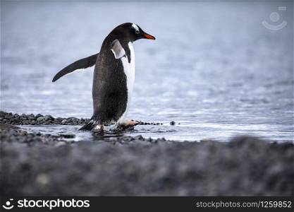 Gentoo penguin waddles in water from cold sea in Antarctica