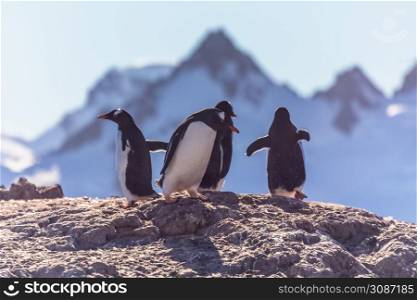 Gentoo penguins standing on the coastline with mountains in the background, Cuverville Island, Antarctica