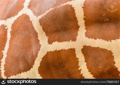 Genuine leather animal, skin of Giraffe