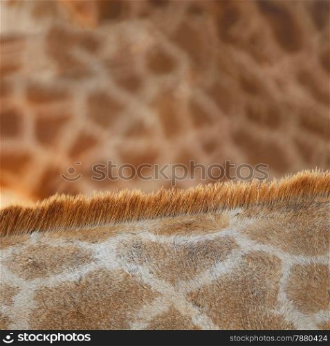 Genuine leather animal, skin of Giraffe (Girafta camelopardalis)