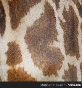 Genuine leather animal, skin of Giraffe (Girafta camelopardalis)